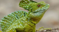 Reptile sistemului respirator